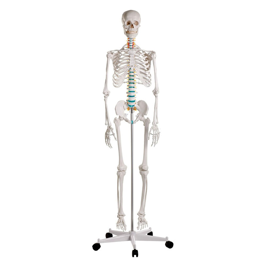 Schulskelett ''Oscar''