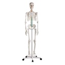 Schulskelett ''Oscar''