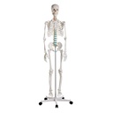 Schulskelett ''Oscar''