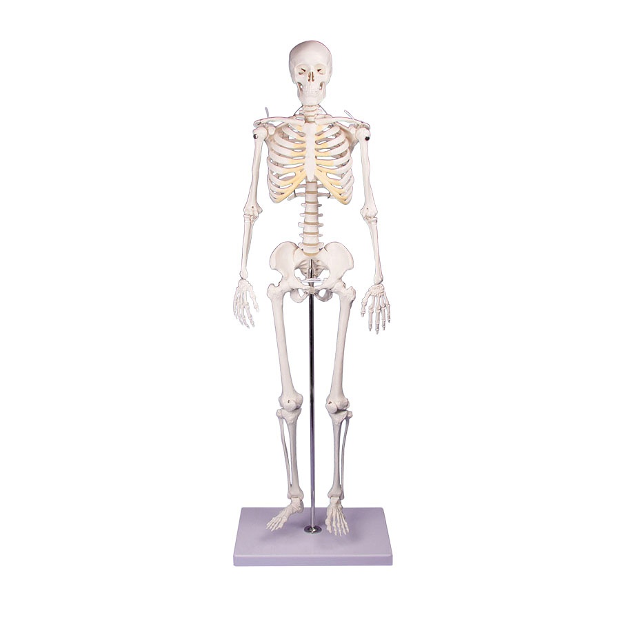 Miniatur-Skelett ''Tom''