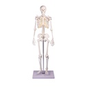 Miniatur-Skelett ''Tom''