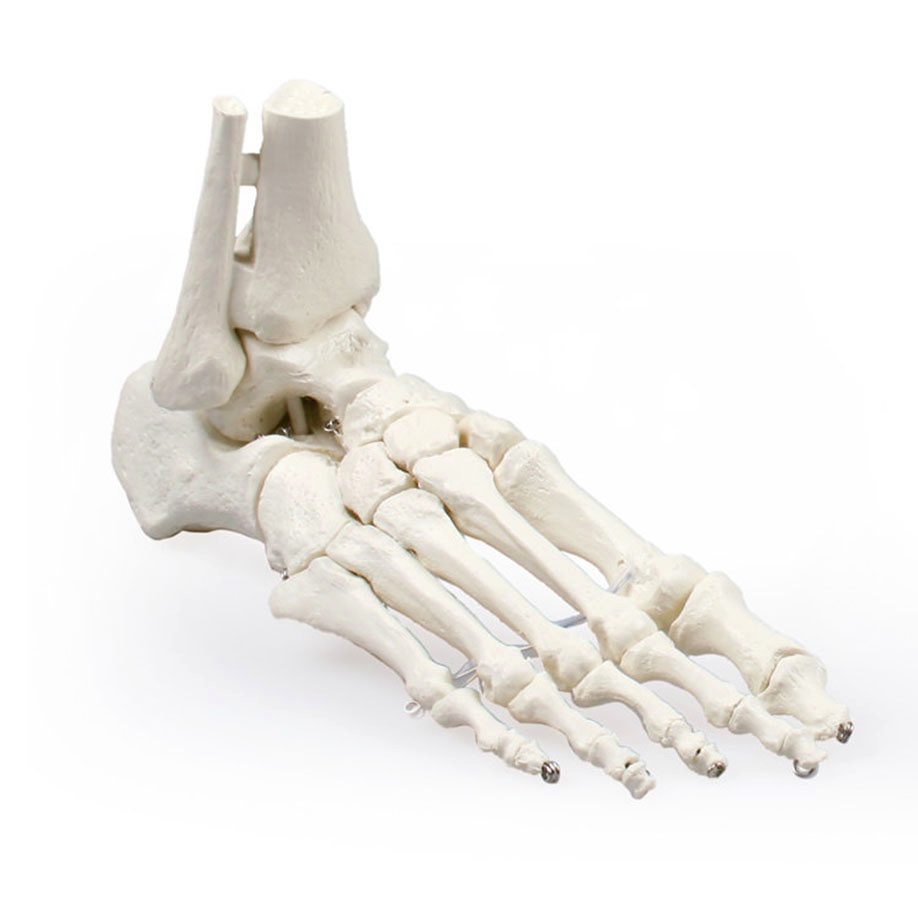Fußskelett mit Schien- und Wadenbeinansatz