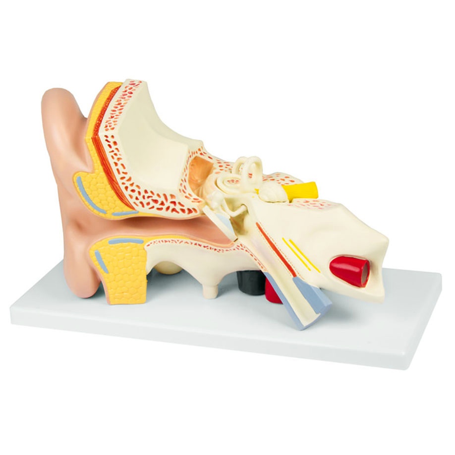 [ERL E210] Ohrmodell, 3-fache Größe, 4-teilig