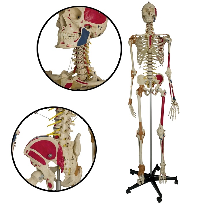 [MEG 688205] Super-Duper-Skelett auf 5-Fuß-Stativ Mit Staubschutzhülle