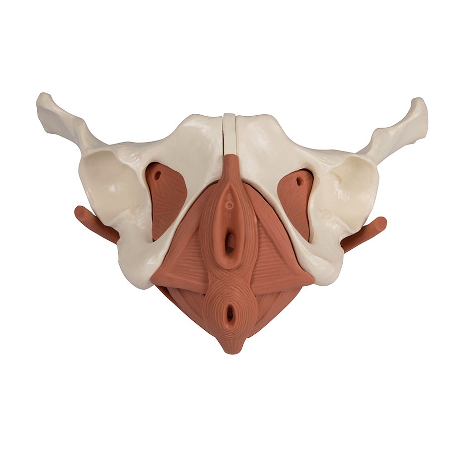 [ERL 4076] Beckenmodell weiblich, 12-teilig