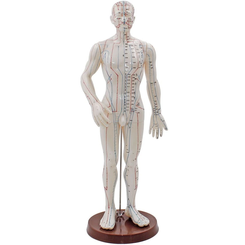 Akupunkturmodell Mann