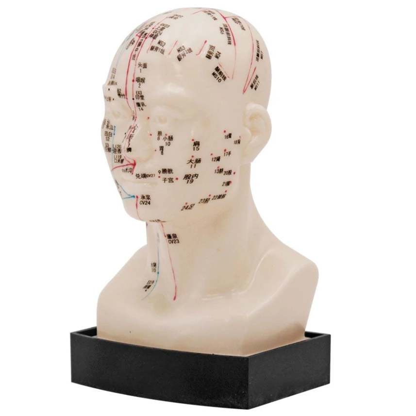 [MEG 148903] Akupunkturmodell Kopf