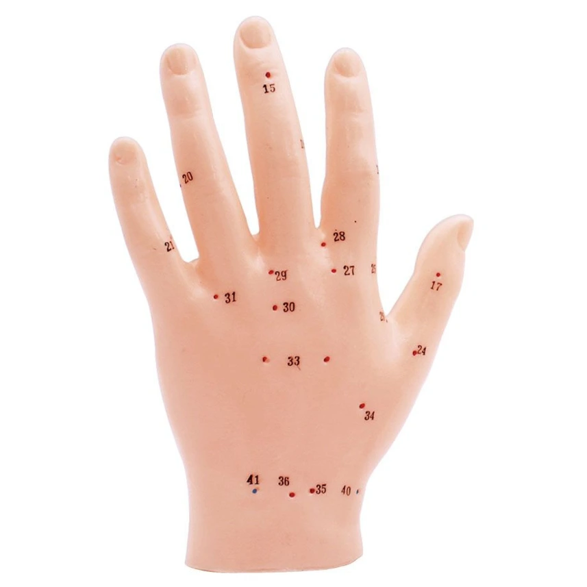 [MEG 148904] Akupunkturmodell Hand