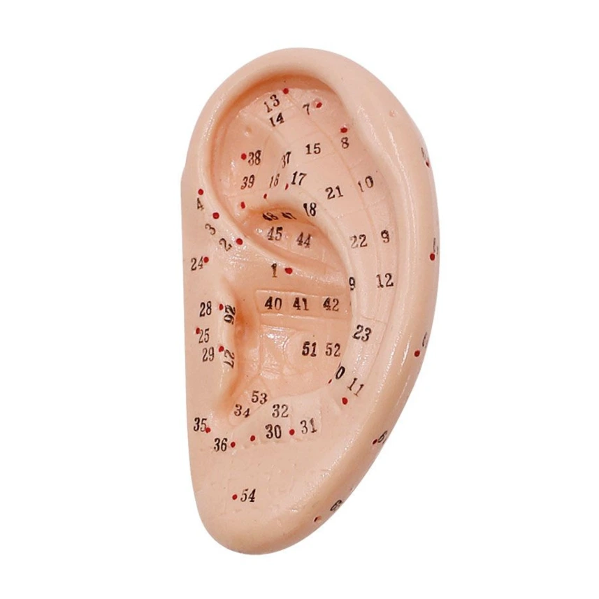 Akupunkturmodell Ohr