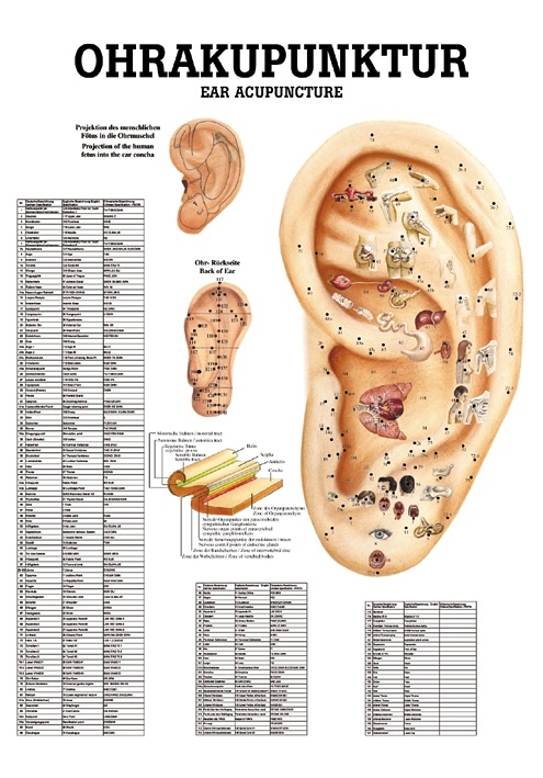 [RÜD MIPO PO25 LAM] Anat. Mini-Poster: Ohrakupunktur 24 x 34 cm, laminiert, zweisprachig