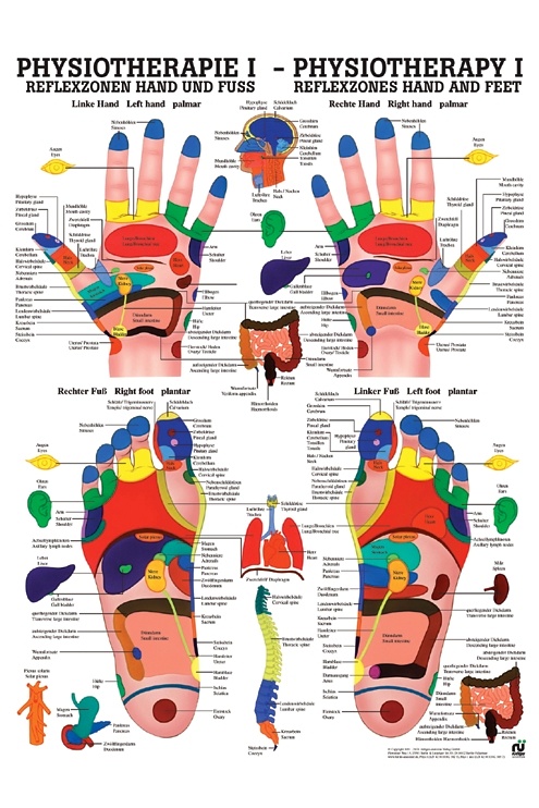 Anat. Poster: Physiotherapie Reflexzonen Hand und Fuß, 50 x 70 cm, Papier
