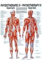 Anat. Poster: Physiotherapie Triggerpunkte, 50 x 70 cm, Papier