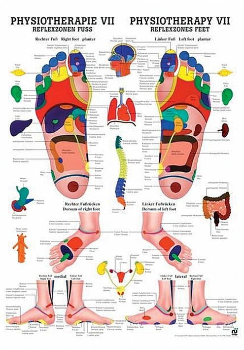 [RÜD PHYSVII LAM] Anat. Poster: Physiotherapie Reflexzonen Fuß, 50 x 70 cm, laminiert, zweisprachig