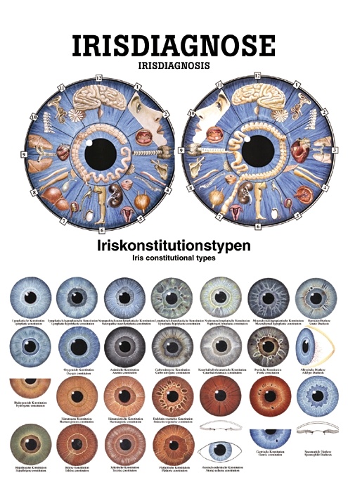 Anat. Poster: Irisdiagnose 50 x 70 cm, Papier, zweisprachig