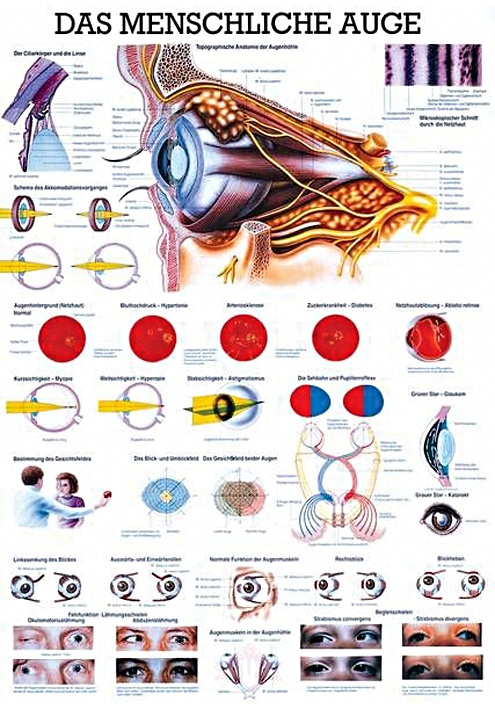 [RÜD TA11] Anat. Lehrtafel: Das menschliche Auge 70 x 100 cm, Papier