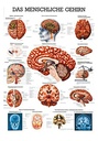 Anat. Lehrtafel: Das menschliche Gehirn 70 x 100 cm, laminiert