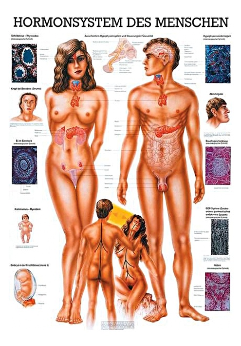 Anat. Lehrtafel: Hormonsystem 70 x 100 cm, Papier