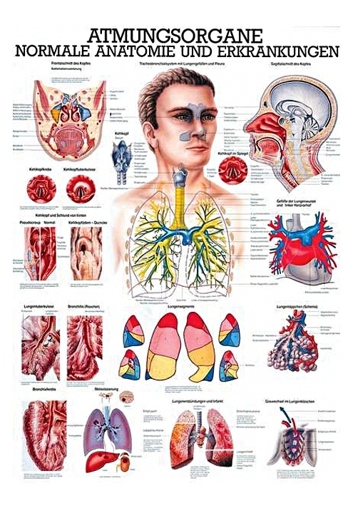 Anat. Lehrtafel: Die Atmungsorgane 70 x 100 cm, laminiert
