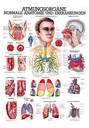 Anat. Lehrtafel: Die Atmungsorgane 70 x 100 cm, laminiert