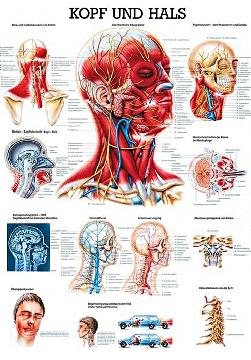 [RÜD TA19] Anat. Lehrtafel: Kopf und Hals 70 x 100 cm, Papier