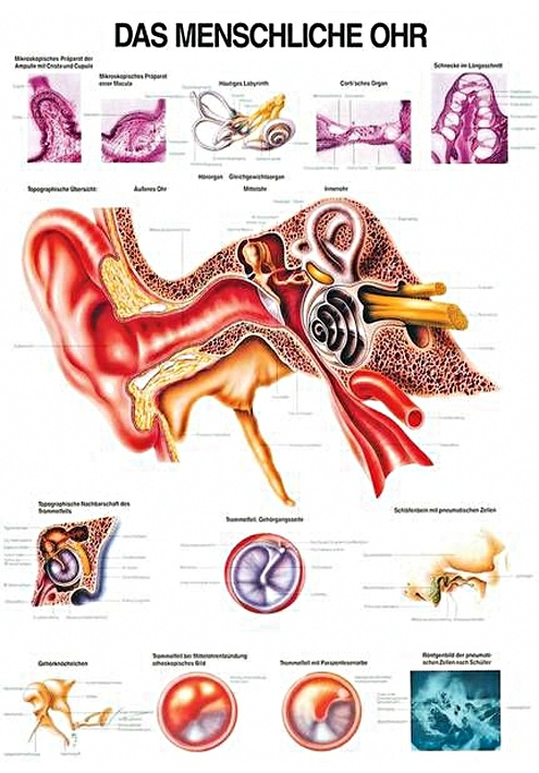 [RÜD TA20] Anat. Lehrtafel: Das menschliche Ohr 70 x 100 cm, Papier