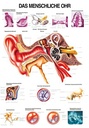 Anatomische Lehrtafel: Menschliches Ohr