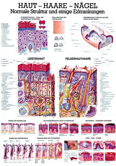 [RÜD TA21 LAM] Anat. Lehrtafel: Haut - Haare - Nägel 70 x 100 cm, laminiert