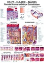 Anat. Lehrtafel: Haut - Haare - Nägel 70 x 100 cm, laminiert