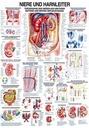 Anat. Lehrtafel: Niere und Harnleiter 70 x 100 cm, Papier