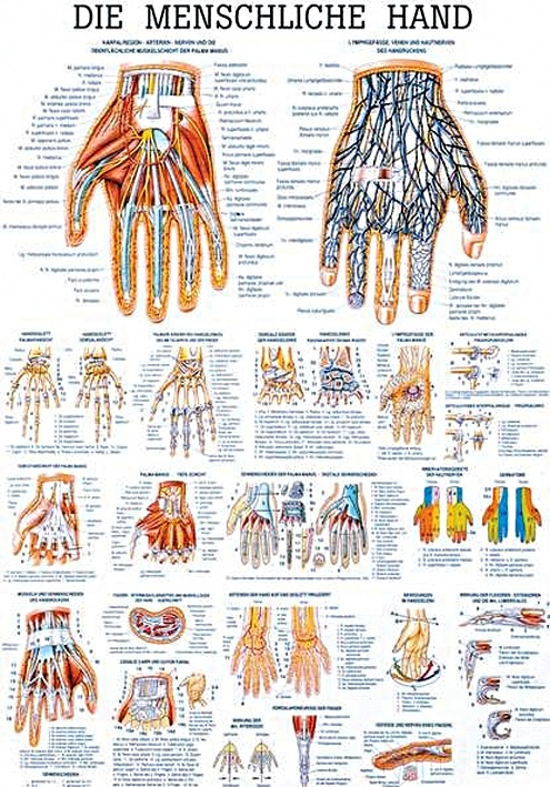 [RÜD TA29] Anat. Lehrtafel: Die menschliche Hand 70 x 100 cm, Papier