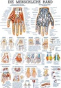 Anat. Lehrtafel: Die menschliche Hand 70 x 100 cm, laminiert