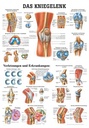 Anat. Lehrtafel: Das Kniegelenk 70 x 100 cm, Papier
