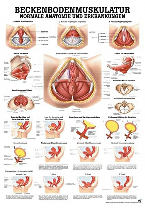 [RÜD TA38] Anat. Lehrtafel: Beckenbodenmuskulatur 70 x 100 cm, Papier