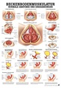 Anat. Lehrtafel: Beckenbodenmuskulatur 70 x 100 cm, Papier