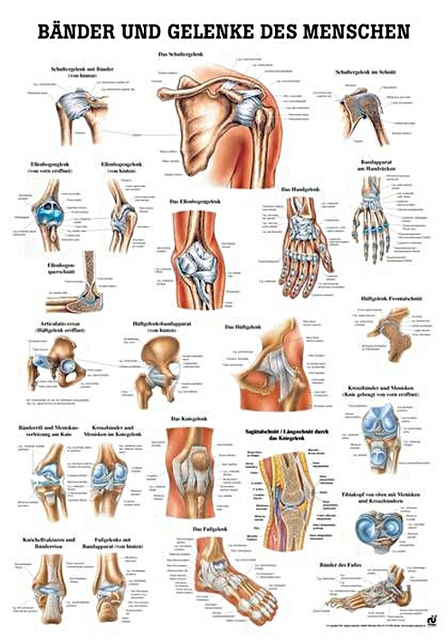 Anat. Lehrtafel: Bänder und Gelenke 70 x 100 cm, Papier