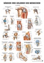 Anatomische Lehrtafel: Bänder und Gelenke