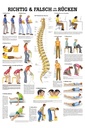Anatomische Lehrtafel: Richtig & Falsch für Ihren Rücken