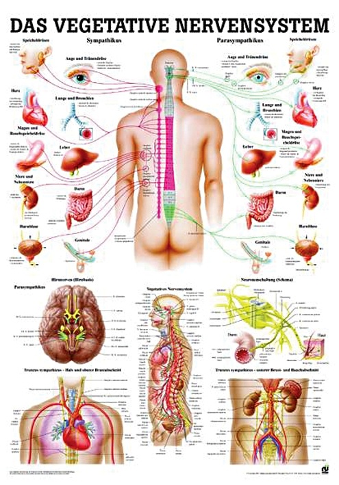[RÜD TA46] Anat. Lehrtafel: Das vegetative Nervensystem 70 x 100 cm, Papier