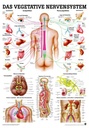 Anat. Lehrtafel: Das vegetative Nervensystem 70 x 100 cm, Papier