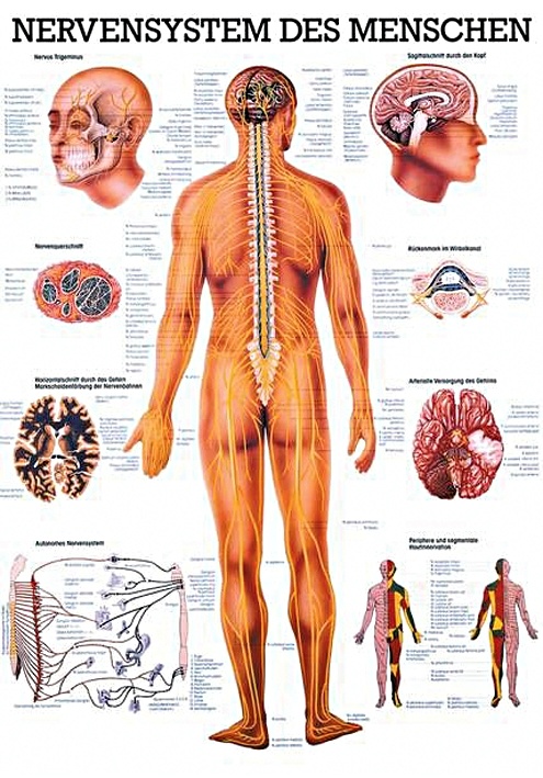 [RÜD TA5] Anat. Lehrtafel: Nervensystem des Menschen 70 x 100 cm, Papier