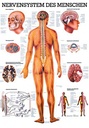 Anat. Lehrtafel: Nervensystem des Menschen 70 x 100 cm, Papier