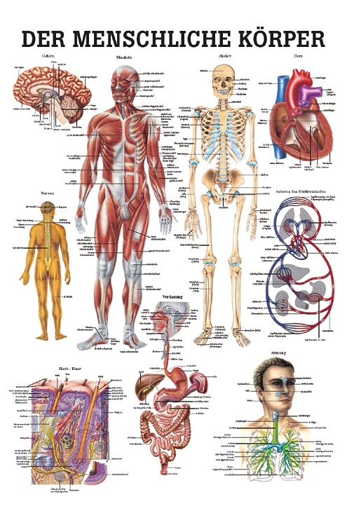 Anat. Lehrtafel: Der menschliche Körper 70 x 100 cm, laminiert