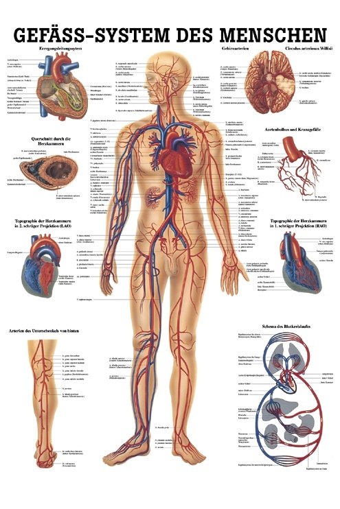 Anatomische Lehrtafel: Gefäßsystem des Menschen