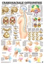Anat. Lehrtafel: Craniosacrale Osteopathie 70 x 100 cm, Papier