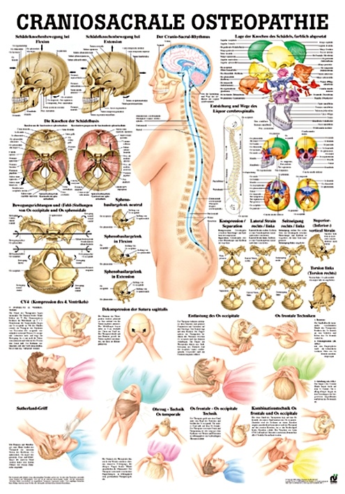 [RÜD TA61 LAM] Anat. Lehrtafel: Craniosacrale Osteopathie 70 x 100 cm, laminiert
