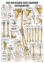 Anat. Lehrtafel: Knochen obere Extremität 70 x 100 cm, Papier