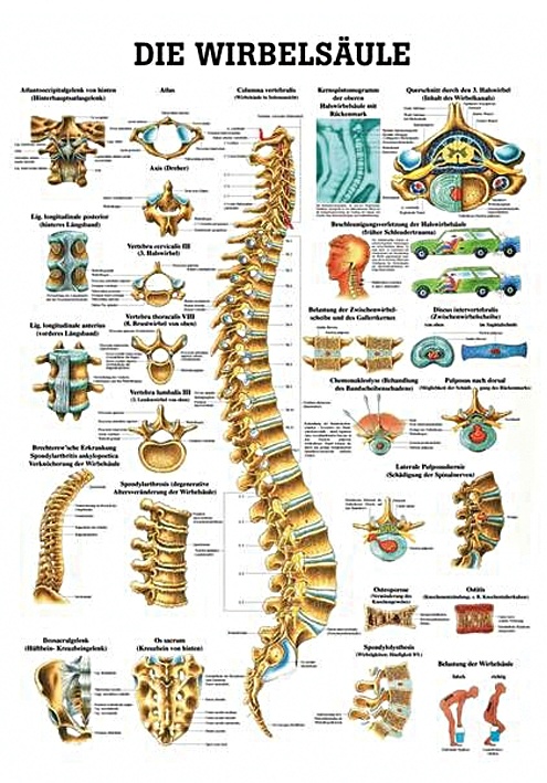 Anat. Lehrtafel: Die Wirbelsäule 70 x 100 cm, laminiert