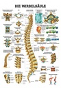 Anatomische Lehrtafel: Die Wirbelsäule (laminiert)
