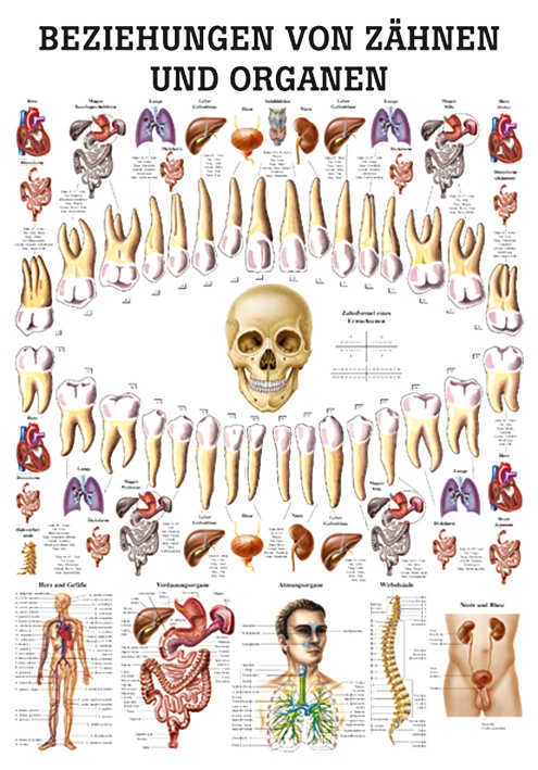 [RÜD TA75] Anat. Lehrtafel: Beziehungen von Organen Und Zähnen 70 x 100 cm, Papier